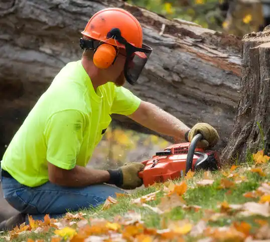 tree services Russia